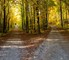 Forest path